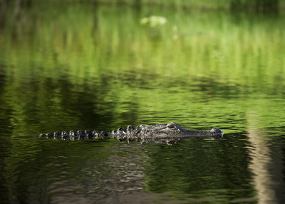 Gator 2.jpg