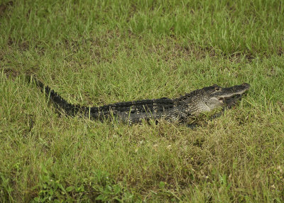 Backyard Gator.jpg