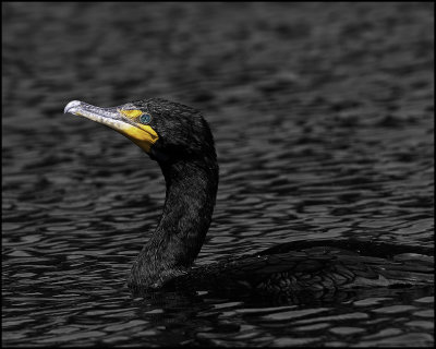 Black Water Cormorant.jpg