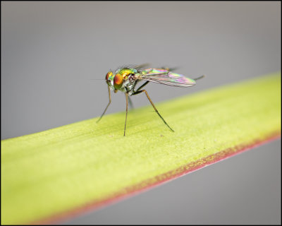 Long Legged Fly