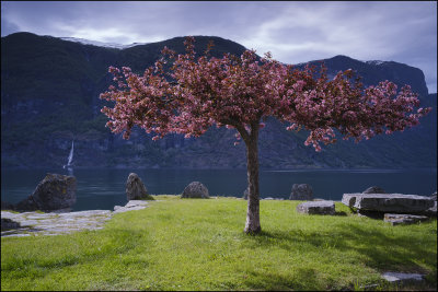 Cherrytree in Aurland, Norway....