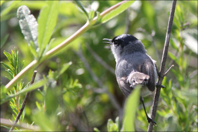 californiagnatcatcher1.jpg