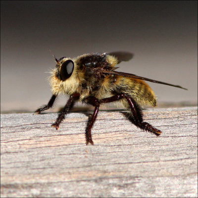 beebug1.jpg