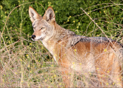 coyote1.jpg
