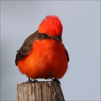 vermilion5.jpg