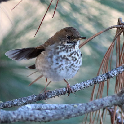 hermitthrush2.jpg