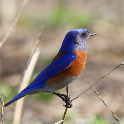 westernbluebird!.jpg