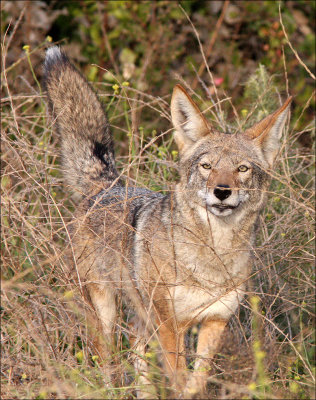 coyote4.jpg