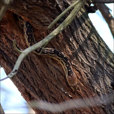 wrensnake5.jpg