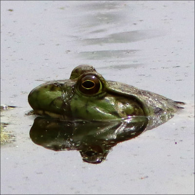 bullfrog1.jpg