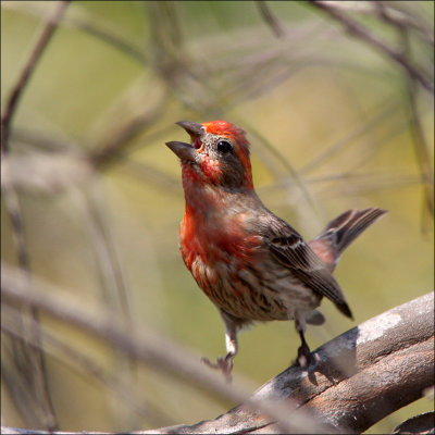 housefinch2.jpg