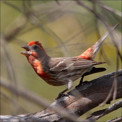 housefinch3.jpg