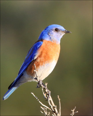 bluebird2.jpg