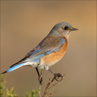 bluebird4.jpg