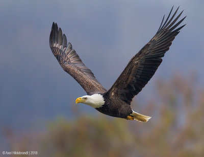 BaldEagle99c9928.jpg