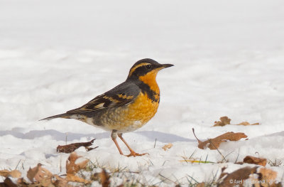 VariedThrush01c2015.jpg