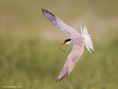 Common Tern