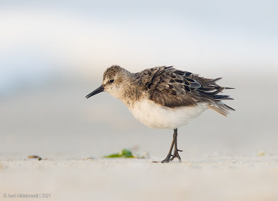 Sanderling35c6982.jpg