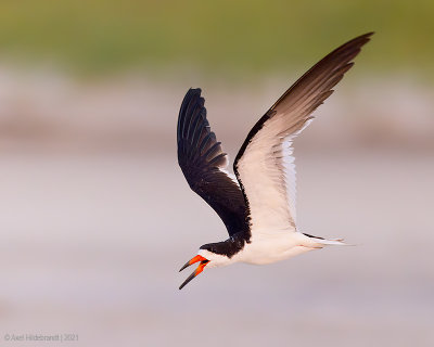 BlackSkimmer174c0758.jpg