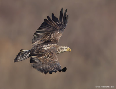 BaldEagle110c6873.jpg