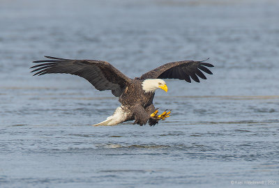 BaldEagle117c6749.jpg