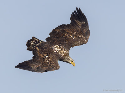 BaldEagle119c6795.jpg