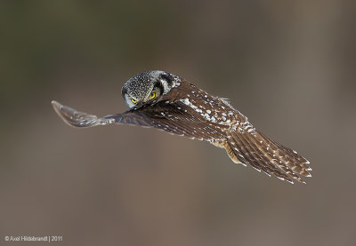 Northern Hawk Owl
