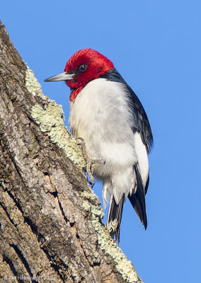 Red-headedWoodpecker06c9113.jpg