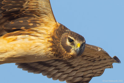 NorthernHarrier24c3334.jpg