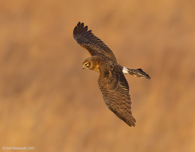 NorthernHarrier25c4325.jpg