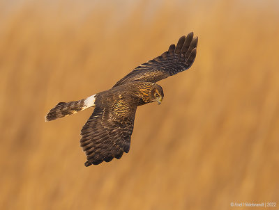 NorthernHarrier26c4806.jpg