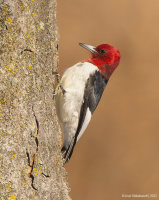 Red-headedWoodpecker09c4128.jpg