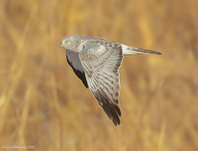 NorthernHarrier28c5058.jpg