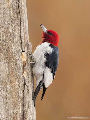 Red-headedWoodpecker14c7246.jpg