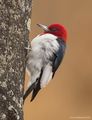Red-headedWoodpecker15c7623.jpg