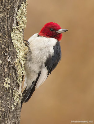 Red-headedWoodpecker16c7441.jpg