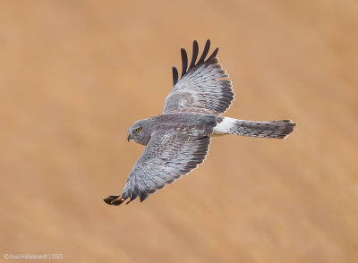 NorthernHarrier35c8881.jpg