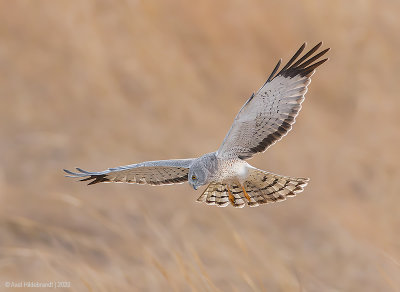 NorthernHarrier36c8874.jpg