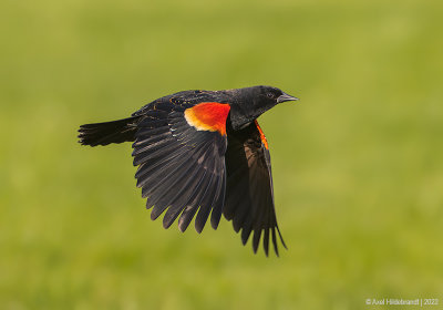 Red-winged Blackbird