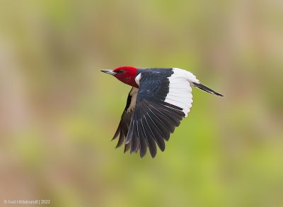 Red-headedWoodpecker18c6773.jpg