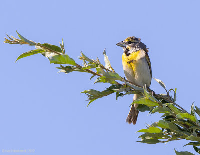 Dickcissel01c8569.jpg