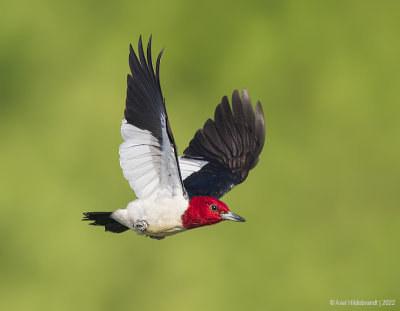 Red-headedWoodpecker29c2624.jpg