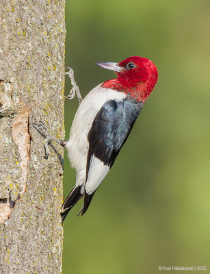 Red-headedWoodpecker30c3053.jpg