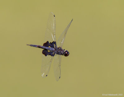Dragonfly44c5522.jpg