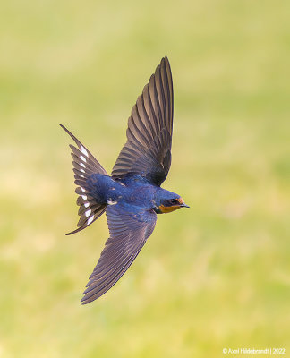 BarnSwallow38c9528.jpg