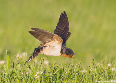 BarnSwallow40c8515.jpg