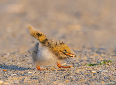 CommonTern181c0672.jpg