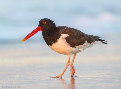 AmericanOystercatcher140c0393.jpg