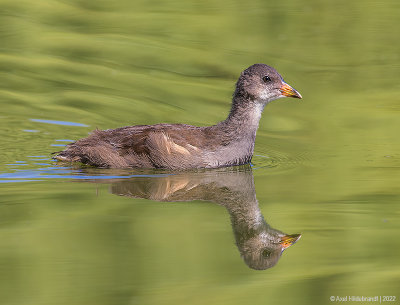 EurasianMoorhen01c1651.jpg