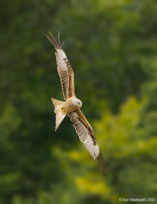 RedKite06c8018.jpg